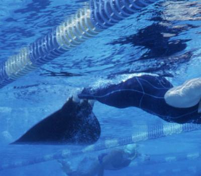 Italienische Spring Fins Swim Speed Championships